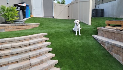 Turf Solutions for Pet Owners